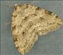1797 (70.109)<br>Autumnal Moth